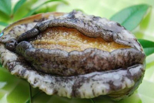 【福井県内発】 新春お年玉ミステリーツアー 日帰り3